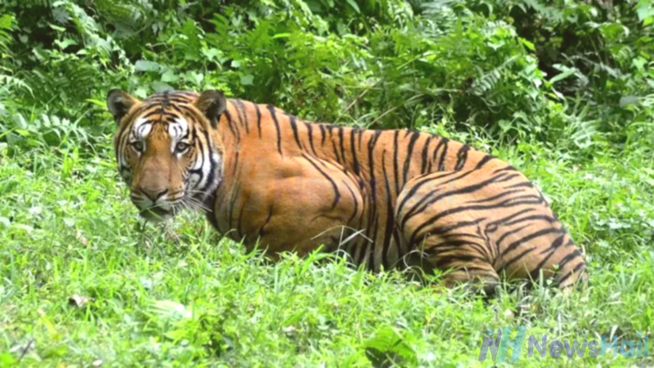 Mob Kills and Dismembers Royal Bengal Tiger in Assam Over Livestock Attacks