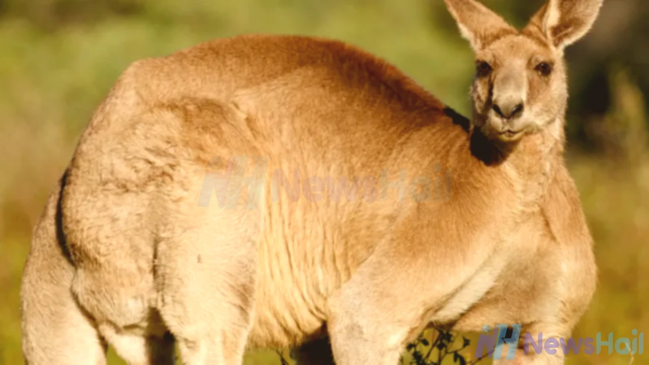 Man Fights Off Kangaroo Attack in Floodwaters in Australia