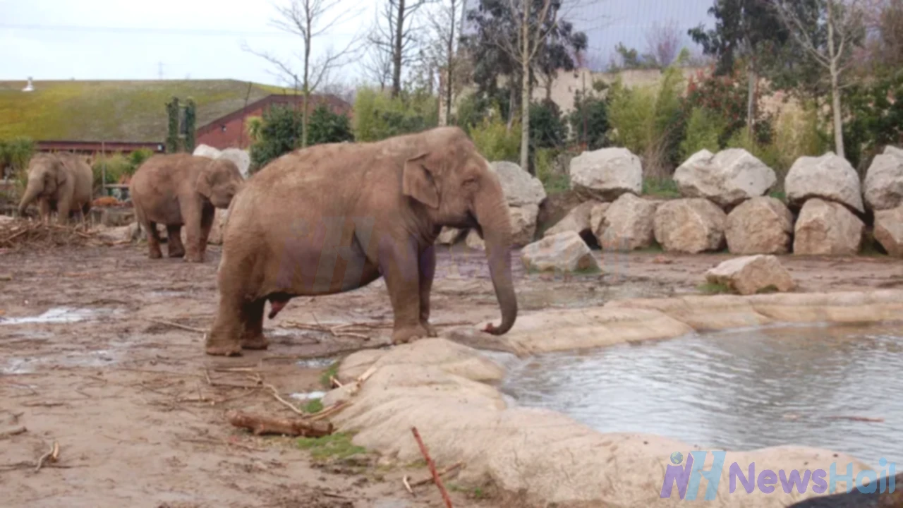 UK Zoos Must Provide Larger Spaces for Animals Under New Welfare Rules