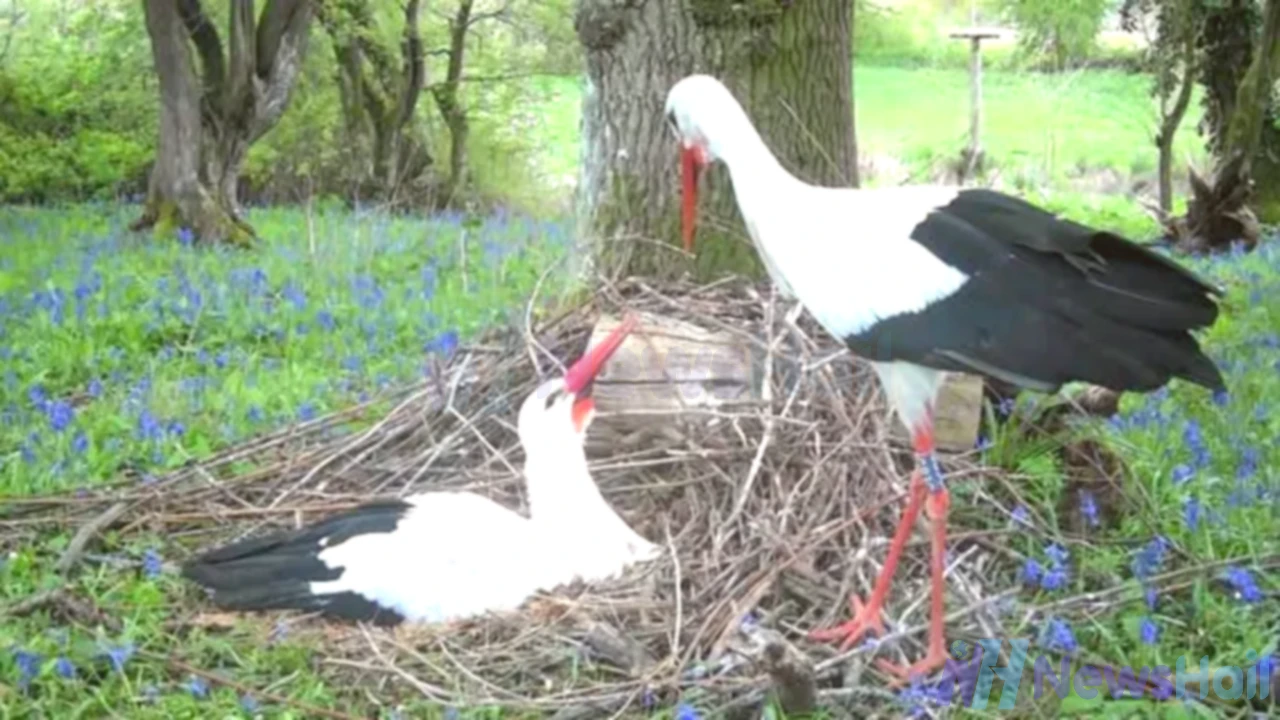 UK’s First ‘European Stork Village’ Born in West Sussex Estate